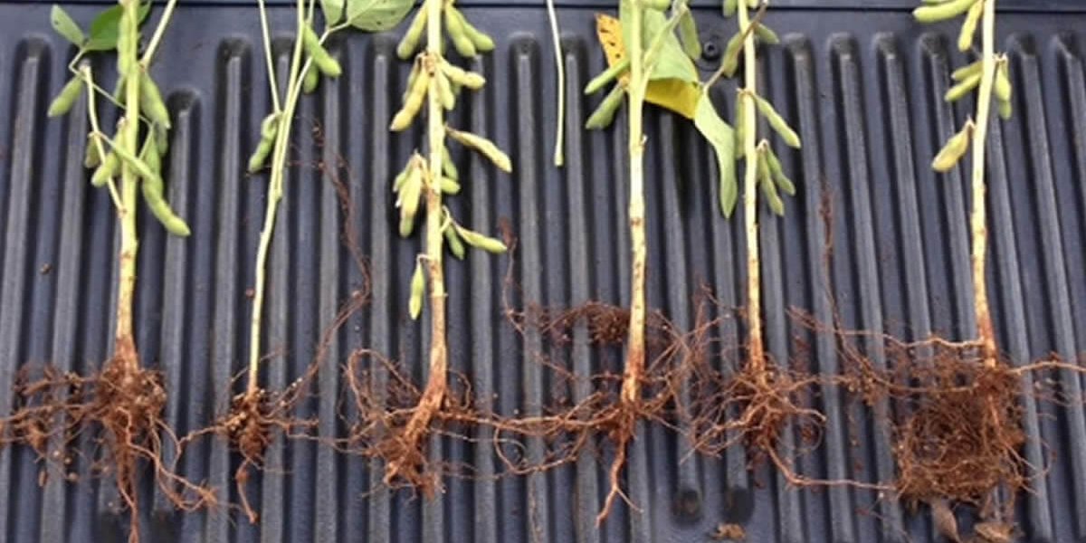 Diagnóstico da fertilidade do solo – Estudo de caso