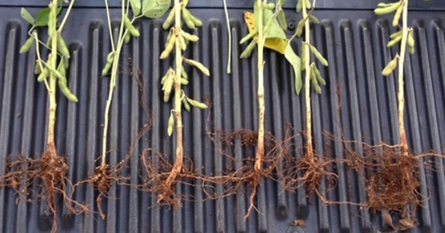 Diagnóstico da fertilidade do solo – Estudo de caso Diagnóstico da fertilidade do solo – Estudo de caso