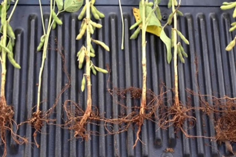 Diagnóstico da fertilidade do solo – Estudo de caso