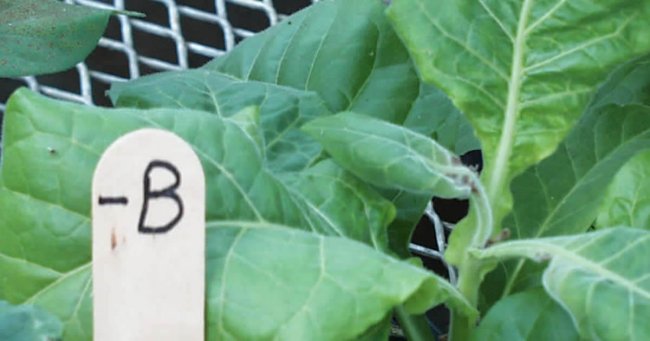 Atenção aos micronutrientes: o Boro