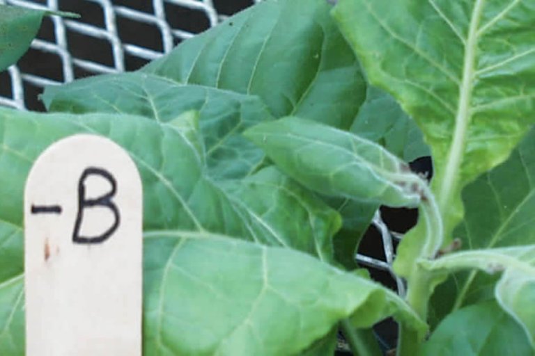 Atenção aos micronutrientes: o Boro