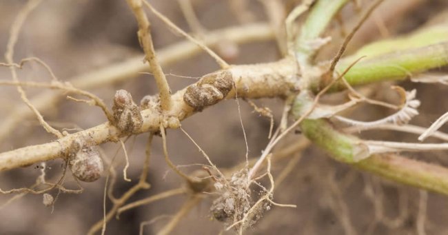 A polêmica do uso de nitrogênio em soja