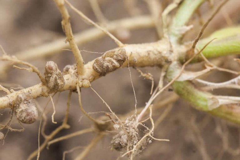 A polêmica do uso de nitrogênio em soja