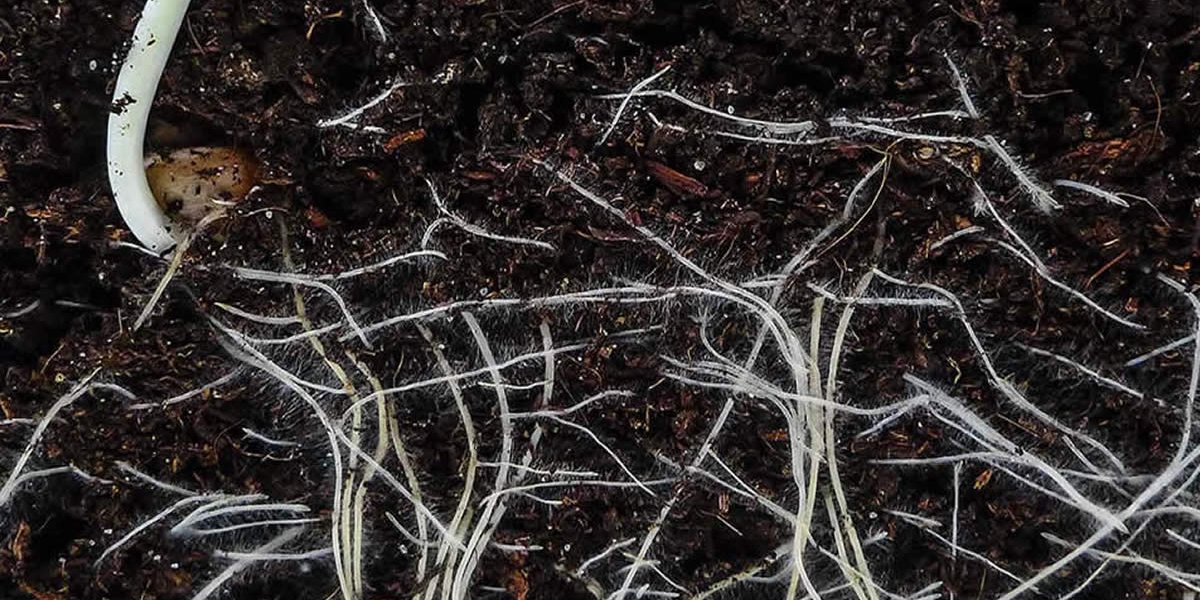 Sensibilidade das raízes à acidez do solo