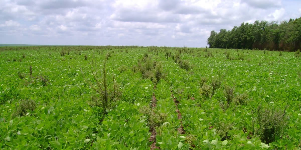 Mitos e Verdades Sobre a Deficiência de Manganês em Soja “RR”  Após o Uso do Glyphosate. Mitos e Verdades Sobre a Deficiência de Manganês em Soja “RR” Após o Uso do Glyphosate.