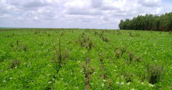 Mitos e Verdades Sobre a Deficiência de Manganês em Soja “RR” Após o Uso do Glyphosate.