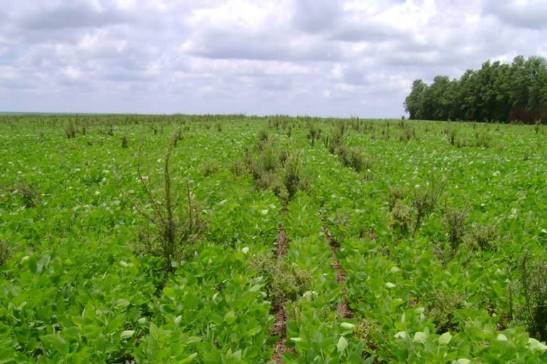 Mitos e Verdades Sobre a Deficiência de Manganês em Soja “RR” Após o Uso do Glyphosate.