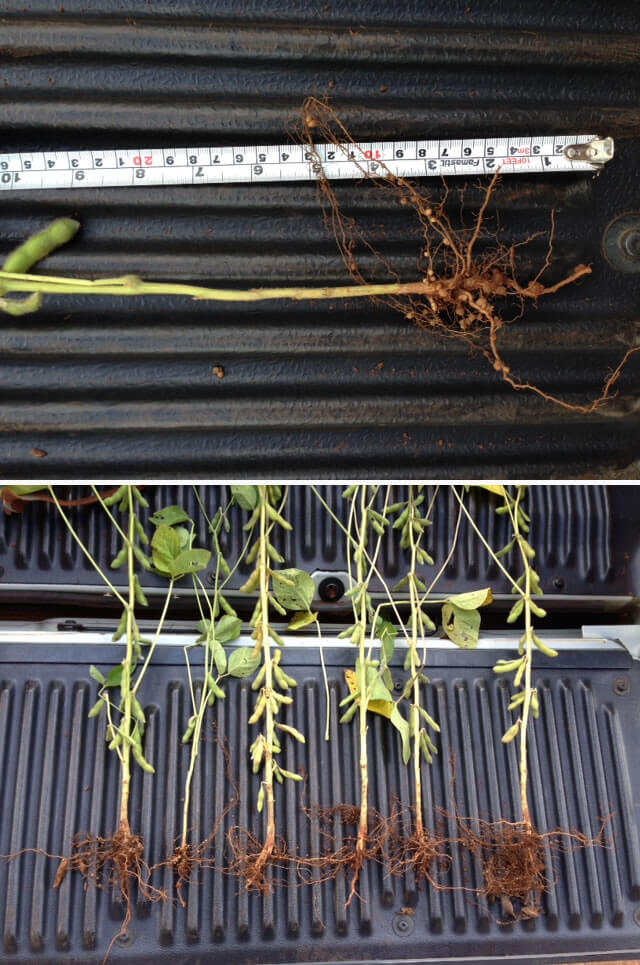 Figura 01 - Situação do sistema radicular das plantas de soja, indicando limitações no perfil do solo para um crescimento e um desenvolvimento adequado.