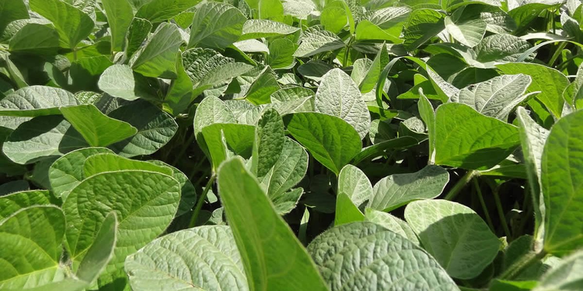 DRIS - Sistema Integrado de Diagnose e Recomendação