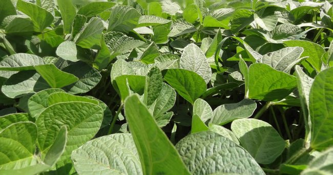 DRIS - Sistema Integrado de Diagnose e Recomendação