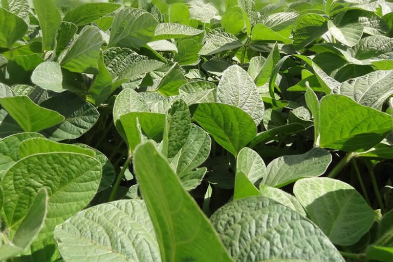 DRIS - Sistema Integrado de Diagnose e Recomendação