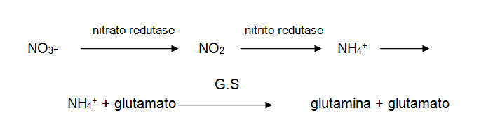 reacao-nitrogenio-2