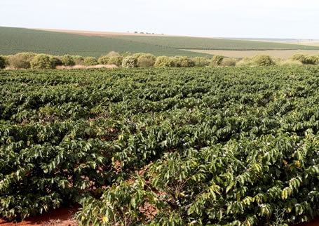 Plantação de café na Fazenda Santa Maria, em Monte Carmelo – MG