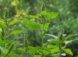 Como as plantas daninhas falam - artigo na Doutores da Terra