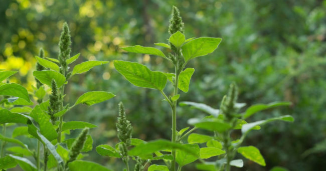 Como as plantas daninhas falam – artigo na Doutores da Terra Como as plantas daninhas falam - artigo na Doutores da Terra