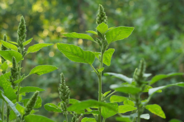 Como as plantas daninhas falam – artigo na Doutores da Terra Como as plantas daninhas falam - artigo na Doutores da Terra