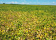 Anomalia na cultura de soja – Diagnóstico Agronômico Comentado