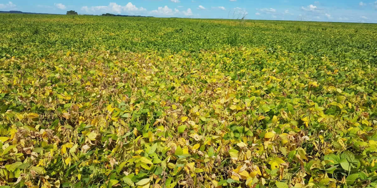 Anomalia na cultura de soja – Diagnóstico Agronômico Comentado Anomalia na cultura de soja – Diagnóstico Agronômico Comentado