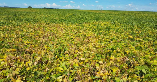 Anomalia na cultura de soja – Diagnóstico Agronômico Comentado Anomalia na cultura de soja – Diagnóstico Agronômico Comentado