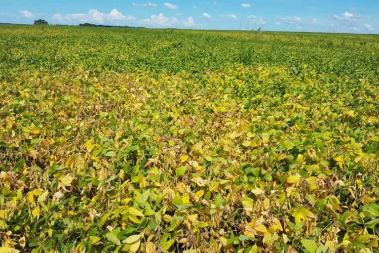 Anomalia na cultura de soja – Diagnóstico Agronômico Comentado Anomalia na cultura de soja – Diagnóstico Agronômico Comentado